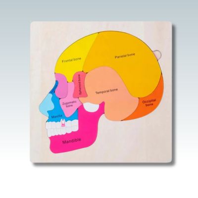 Puzzle enfant Montessori corps humain jouet éducatif educjouet